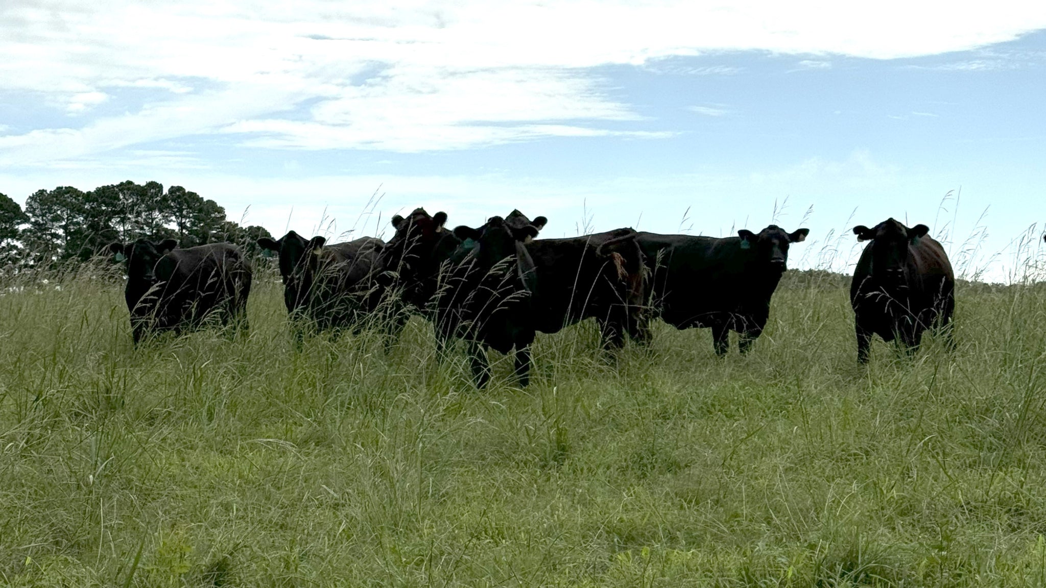 Local Pasture-Raised Beef in Clayton, NC – Double J Ranch